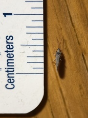 Conwentzia
