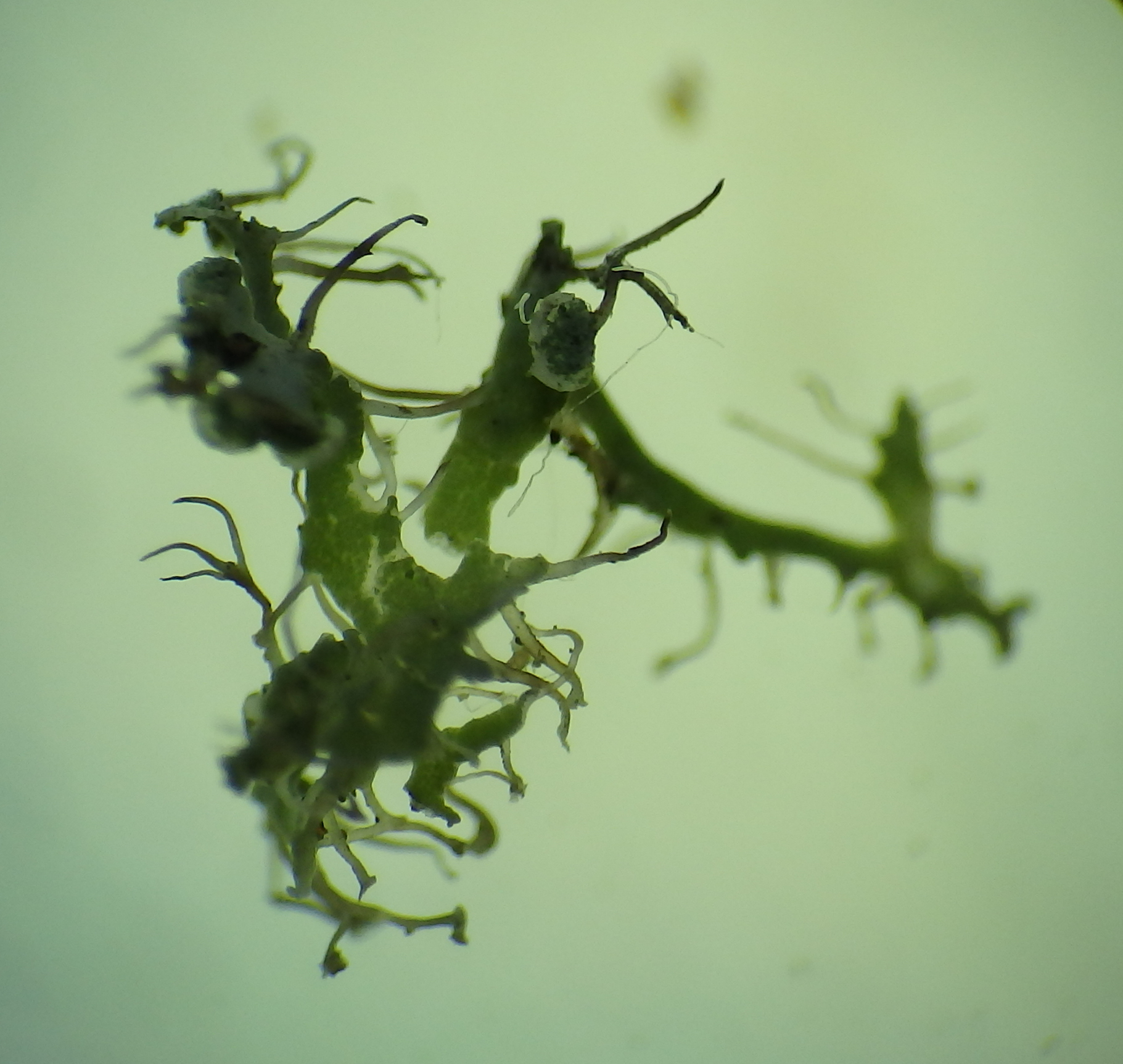 Physcia tenella ssp. tenella image