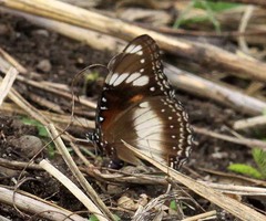 Hypolimnas bolina bolina