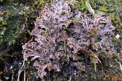 Peltigera pacifica