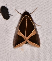 Agamana conjungens