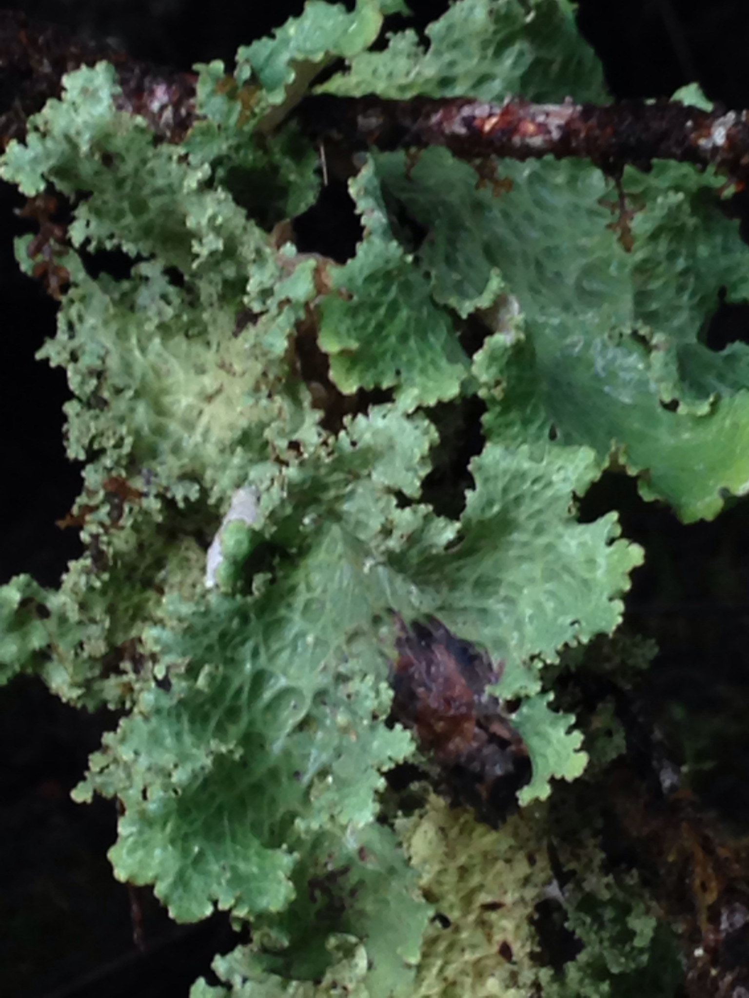 Lobaria oregana image
