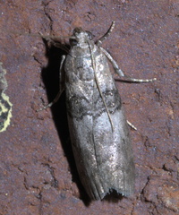 Tlascala reductella