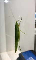 Euconocephalus nasutus