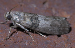 Tlascala reductella