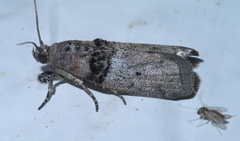 Tlascala reductella