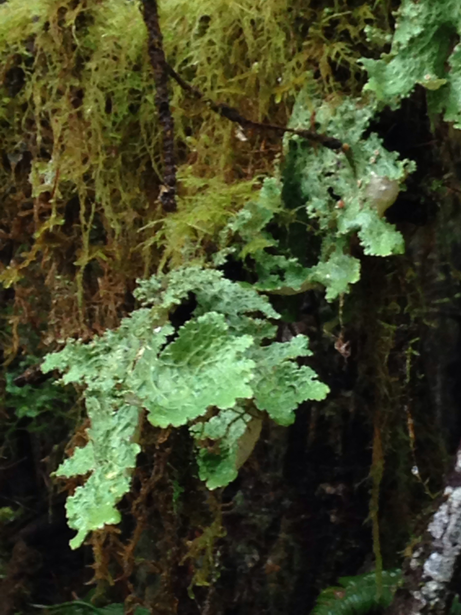 Lobaria oregana image