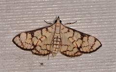 Aphytoceros lucusalis