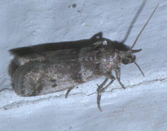 Acrobasis vaccinii
