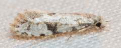Nemapogon auropulvella