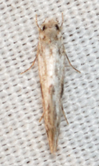 Nemapogon auropulvella