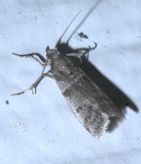 Acrobasis vaccinii