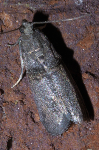 Hickory Shoot Borer Moth and Allies photo 5