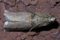 Acrobasis caryae