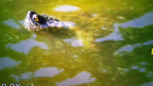 Trachemys stejnegeri vicina
