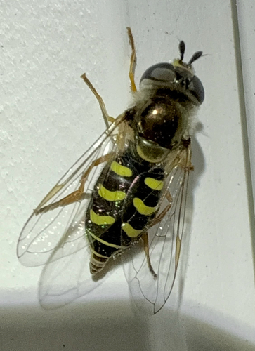 Unknown species found near Roberta Dr, San Mateo, CA, US