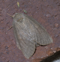 Misogada unicolor