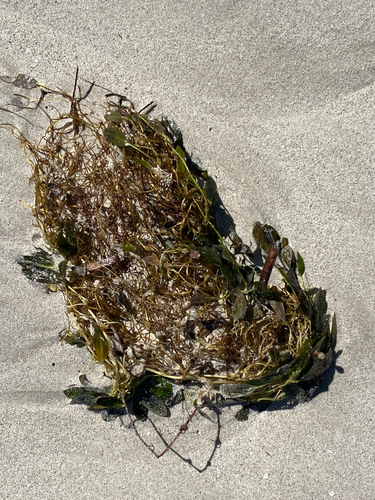 Sea Wrack (Halophila ovalis)