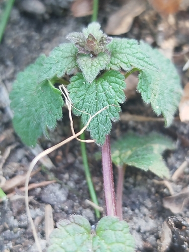 red deadnettle