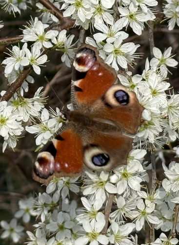 European Peacock Butterfly