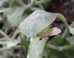 Herpetogramma