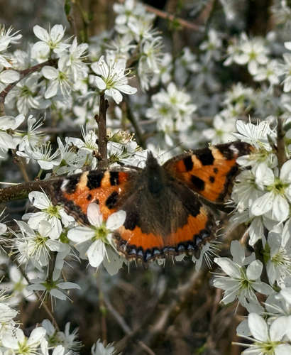 Small Tortoiseshell