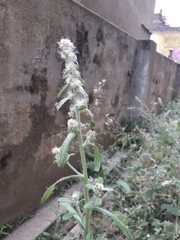 Herpetogramma