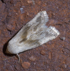 Eublemma minima