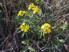 Erysimum franciscanum