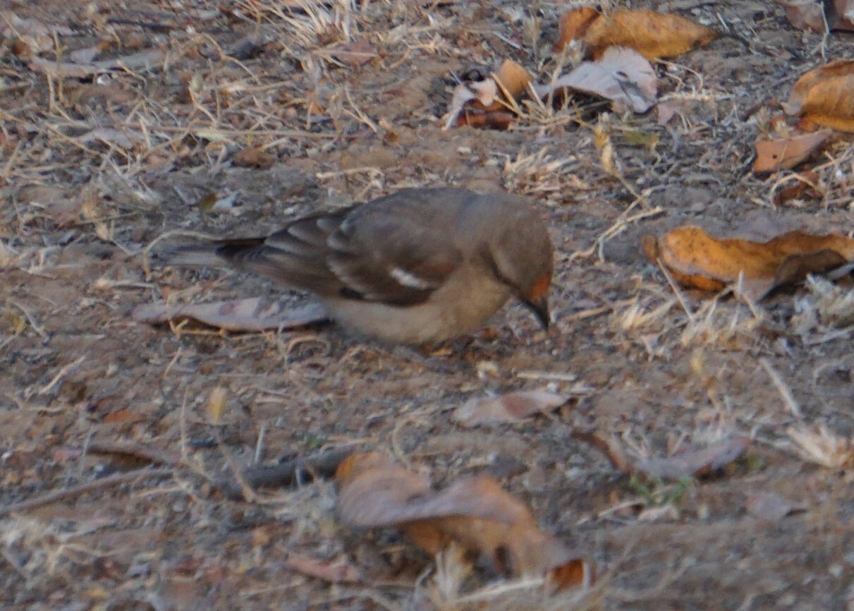 Yellow-throated Sparrow (Gymnoris xanthocollis), photo 5
