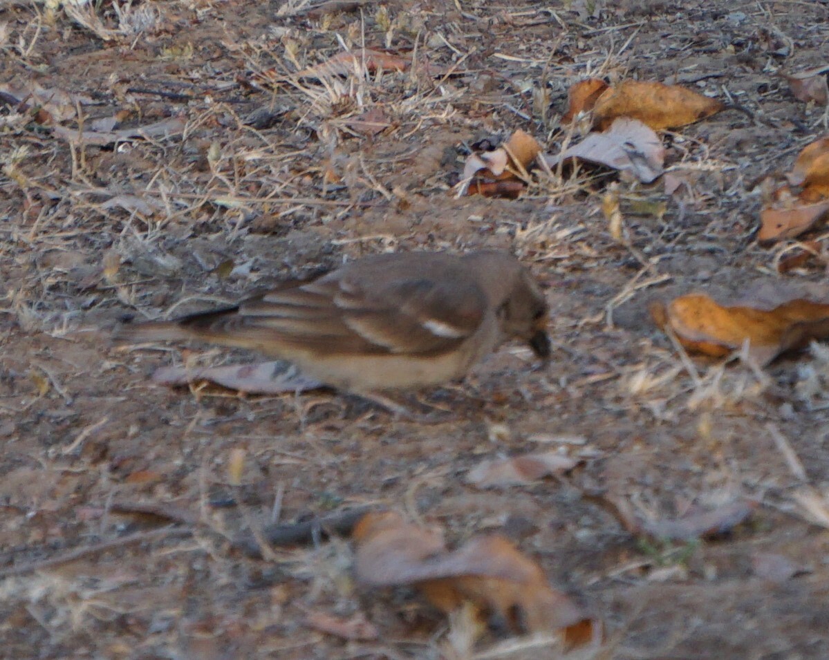 Yellow-throated Sparrow (Gymnoris xanthocollis), photo 6