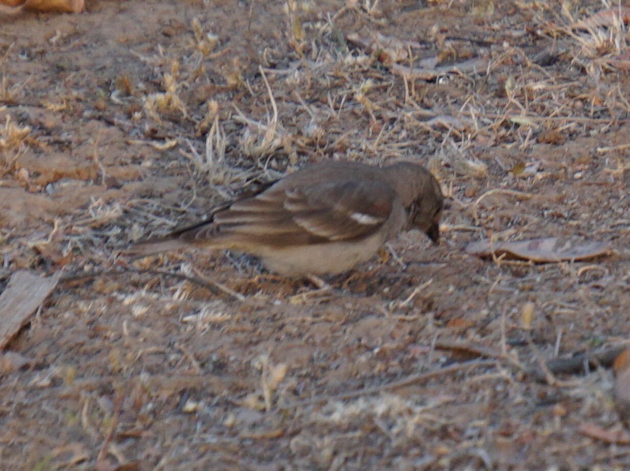 Yellow-throated Sparrow (Gymnoris xanthocollis), photo 7