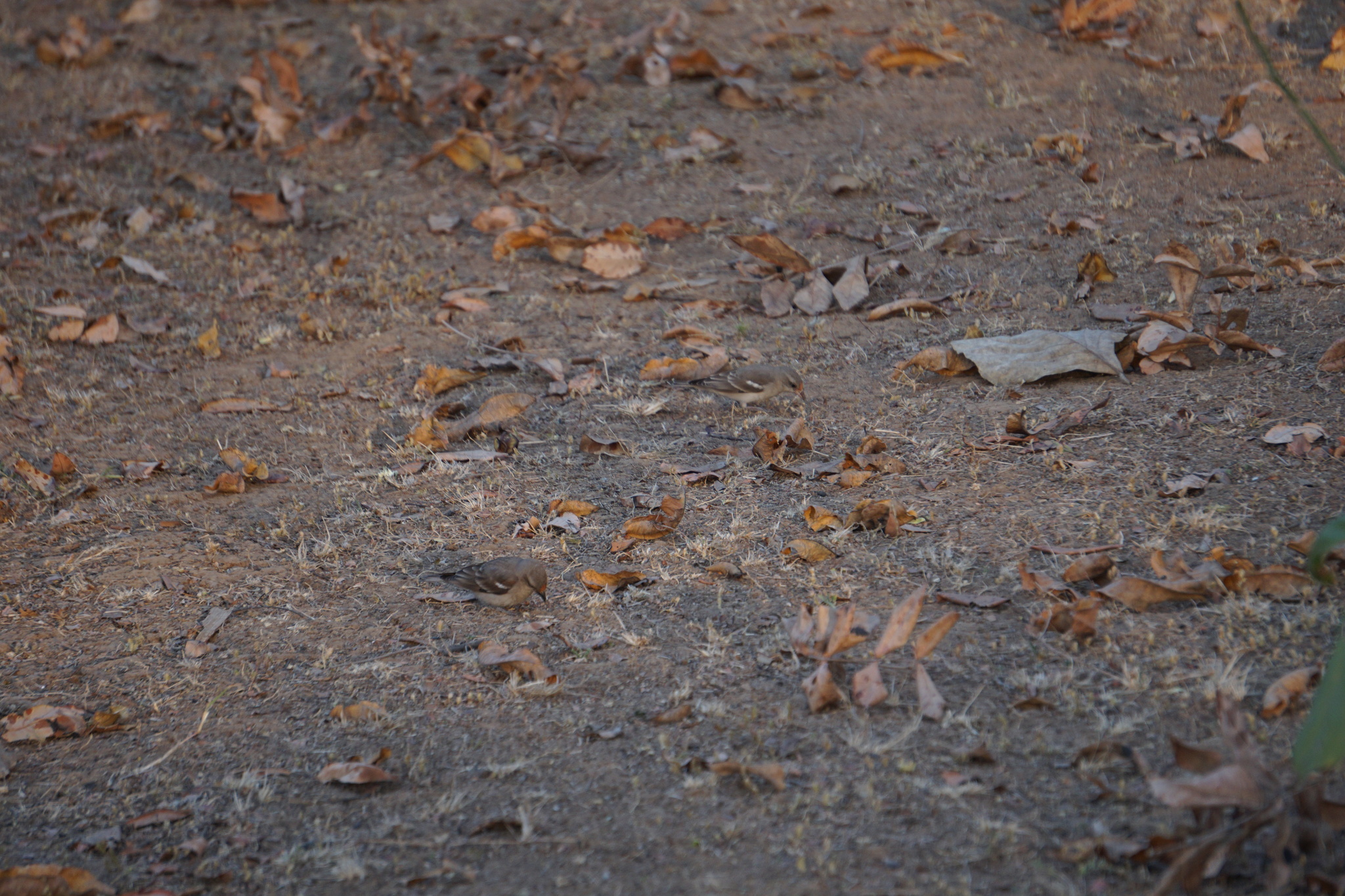 Yellow-throated Sparrow (Gymnoris xanthocollis), photo 9