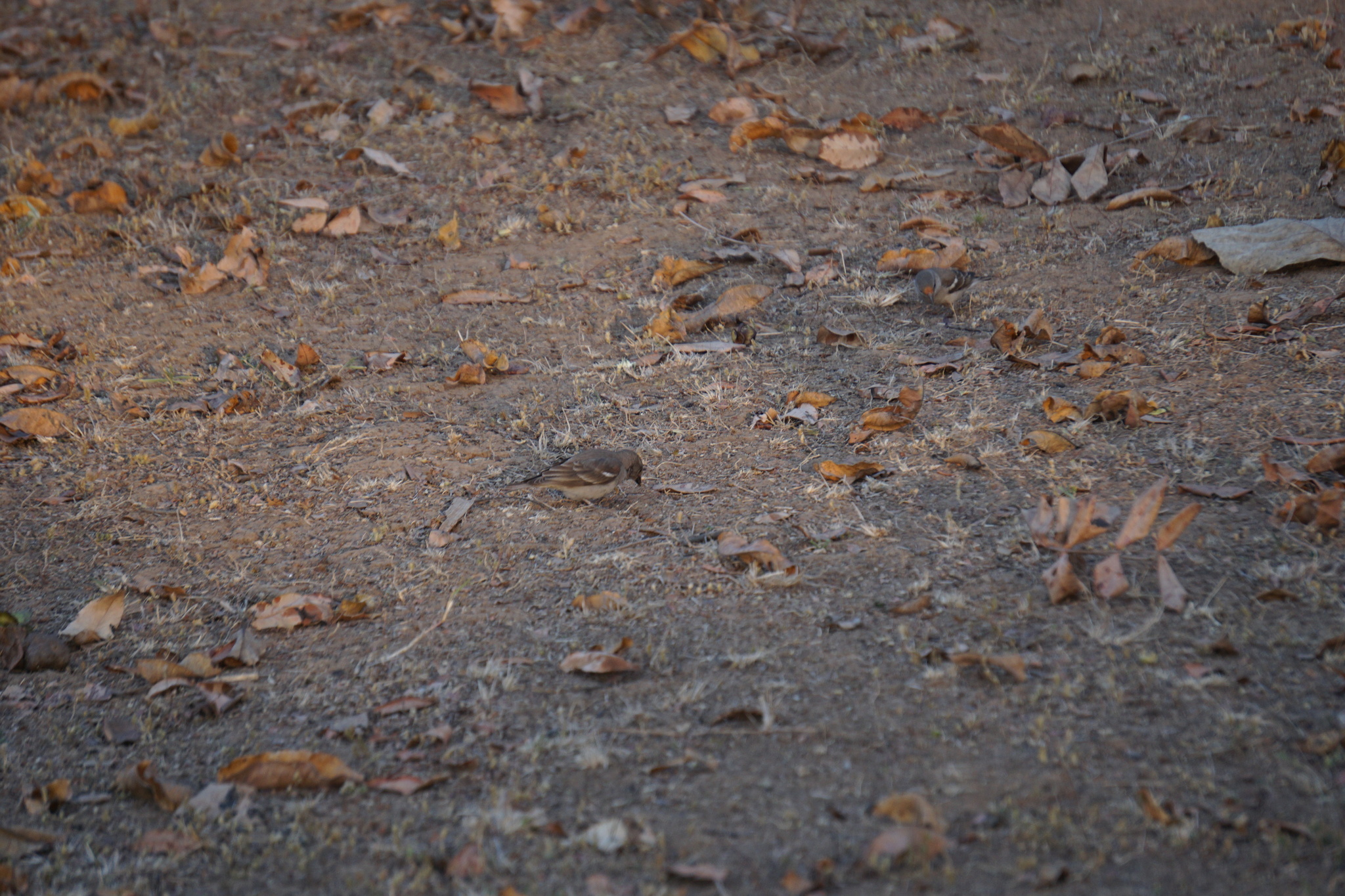Yellow-throated Sparrow (Gymnoris xanthocollis), photo 10