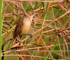 Acrocephalus stentoreus