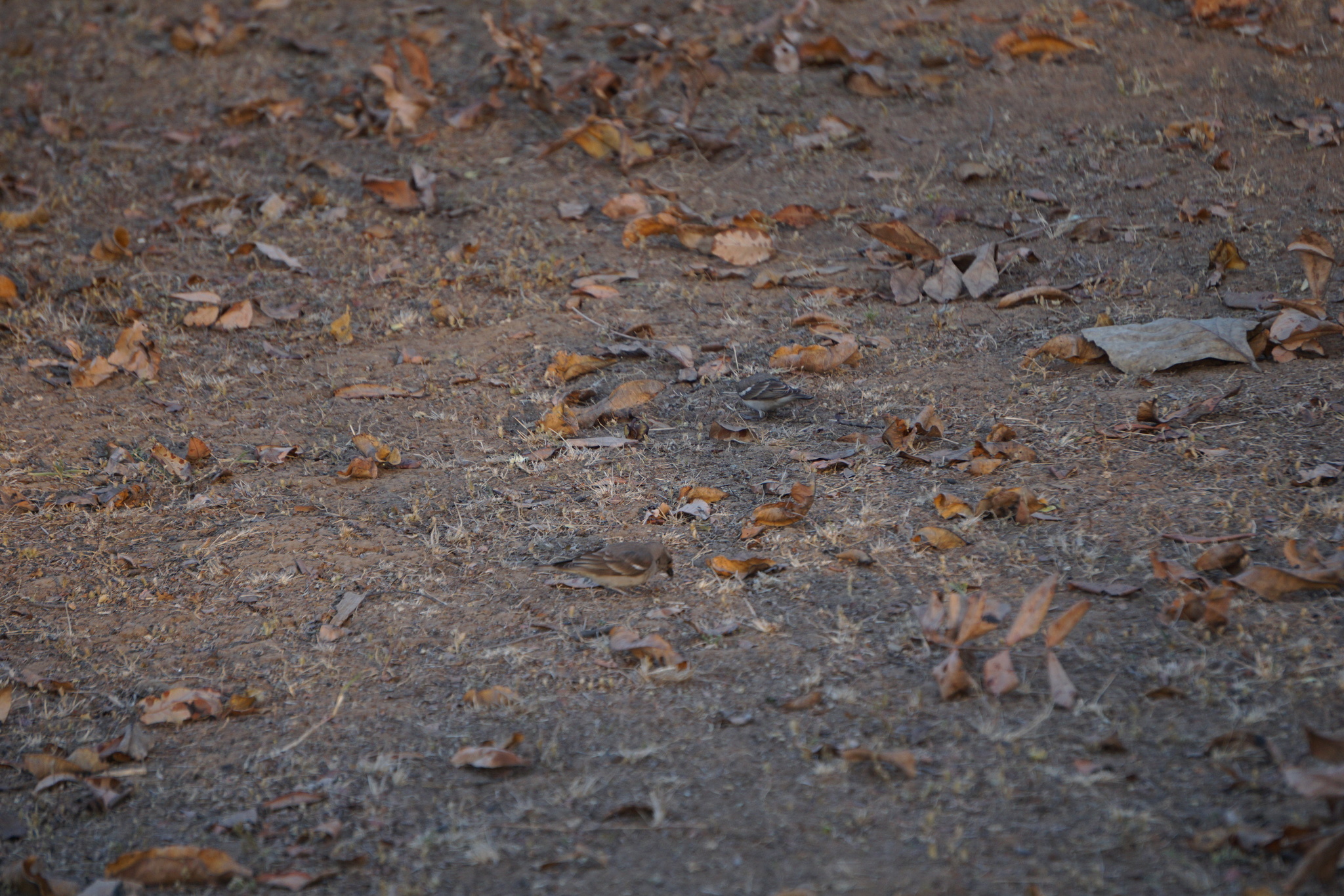 Yellow-throated Sparrow (Gymnoris xanthocollis), photo 8
