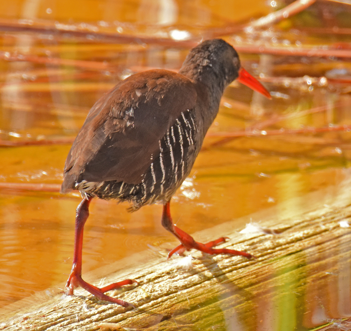 African Rail (Rallus caerulescens), photo 1
