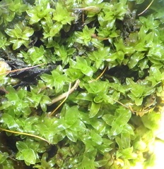 Encalypta rhaptocarpa