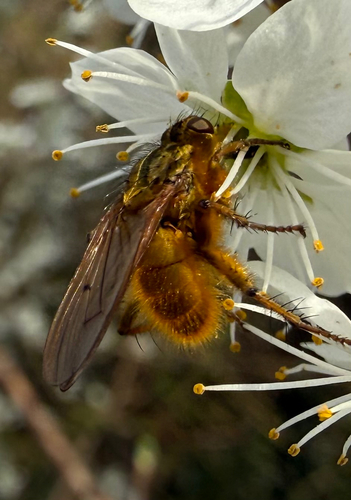 Golden Dung Fly