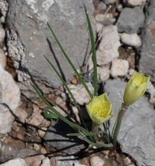Zephyranthes longifolia