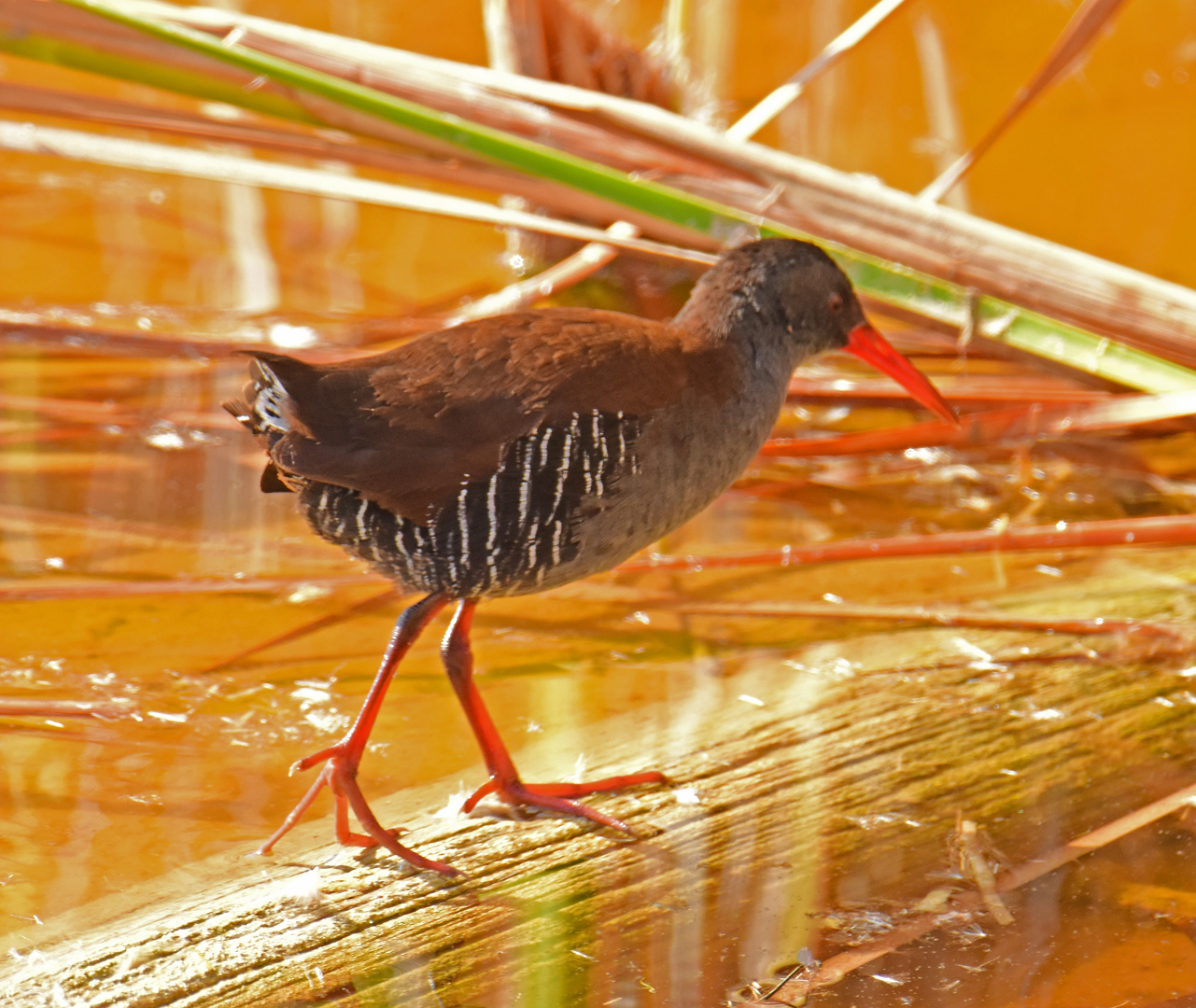 African Rail (Rallus caerulescens), photo 2