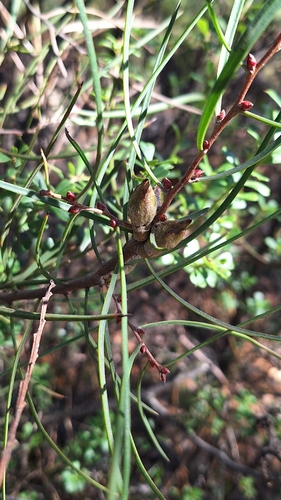 erect hakea (Hakea carinata)