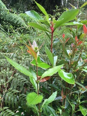 Caldcluvia paniculata