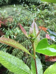 Caldcluvia paniculata