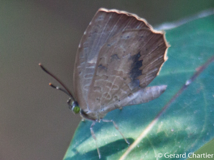 Narrow-banded Brownie