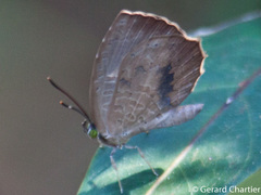 Miletus mallus