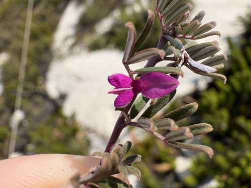 Indigofera bisacculata MS (Indigofera bisacculata)