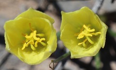 Zephyranthes longifolia