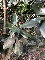 Elingamita johnsonii
