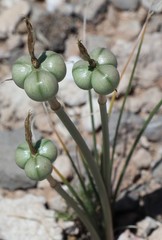 Zephyranthes longifolia